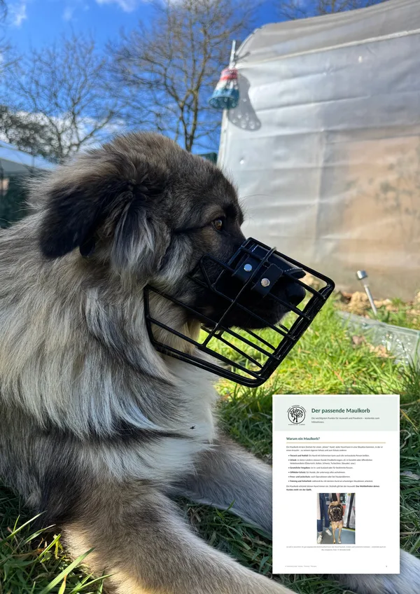 Herdenschutzhund mit gut sitzendem Drahtmaulkorb, daneben die Übersicht