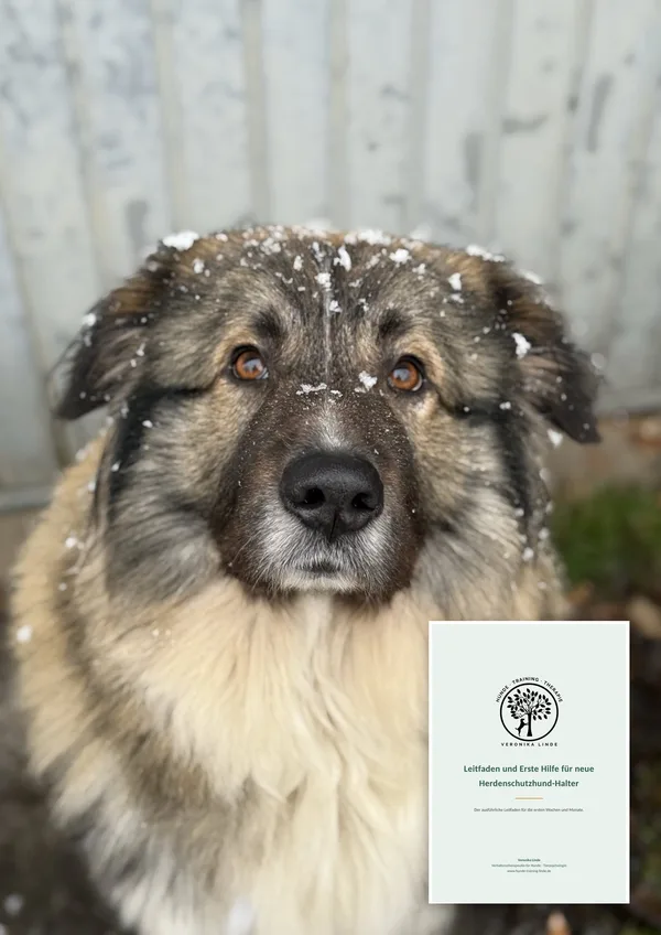 Herdenschutzhund mit Schneeflocken im Fell, daneben der Leitfaden