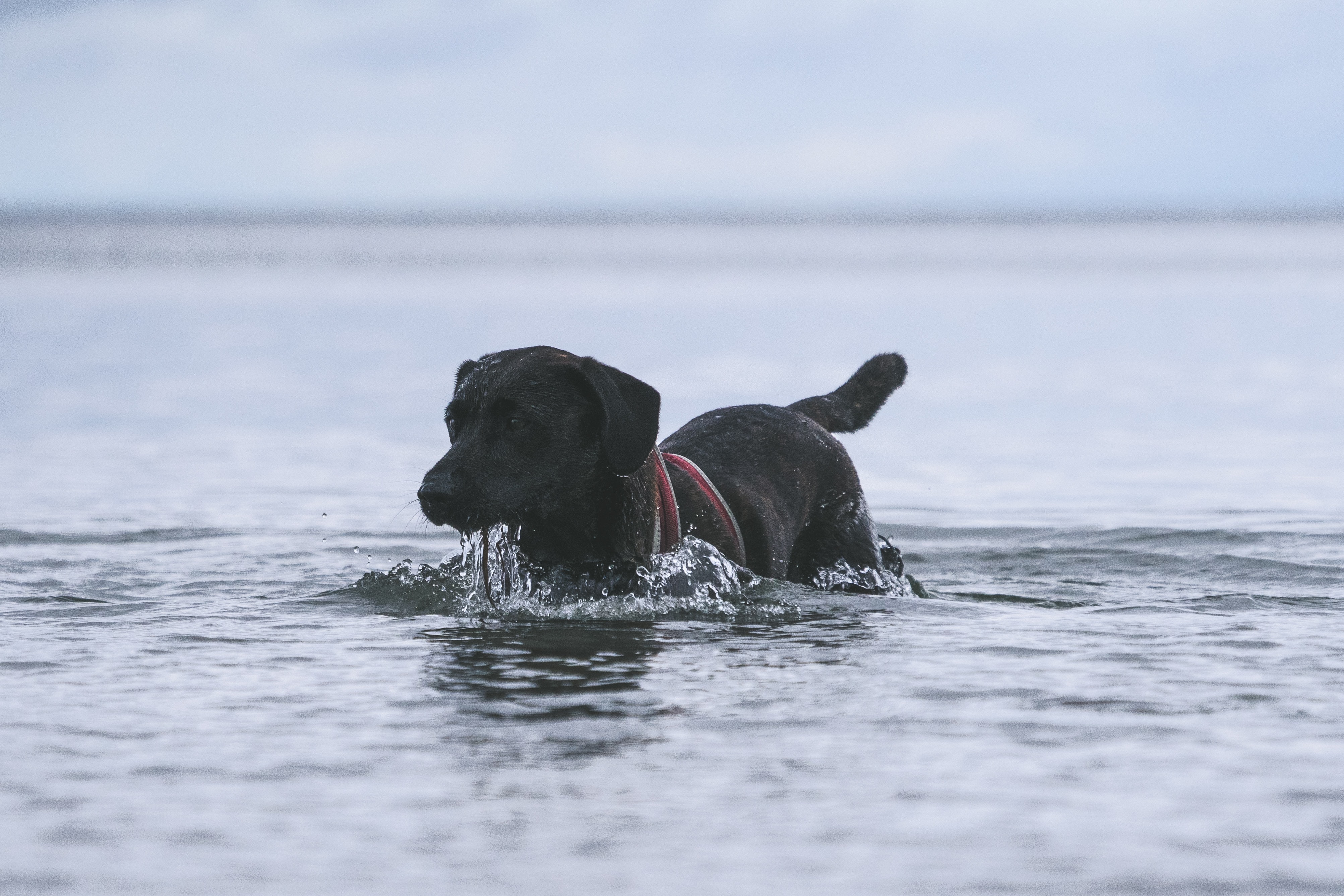 Hund beim Schwimmen