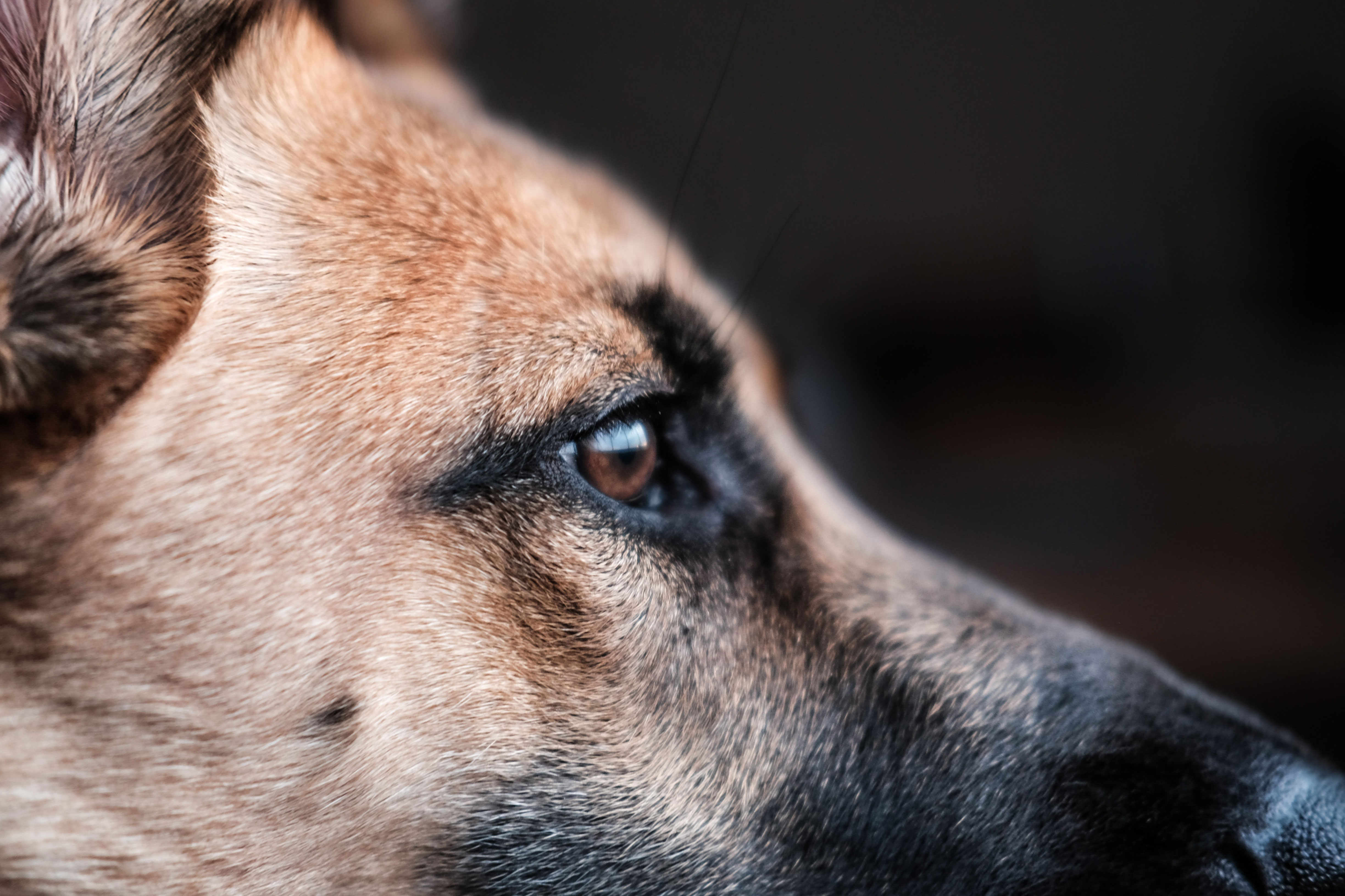 Hund im Profil