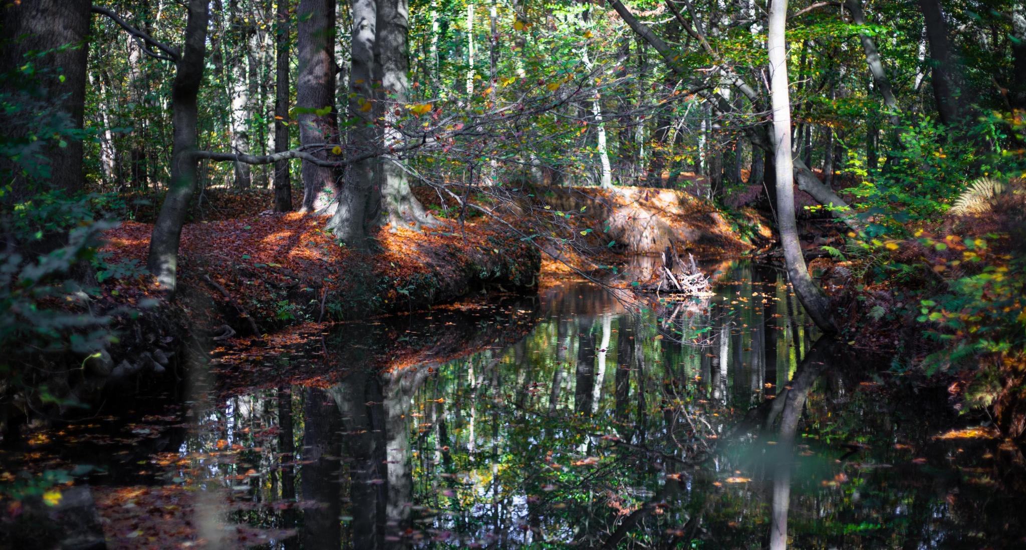 Spaziergang mit Hunden im Wald