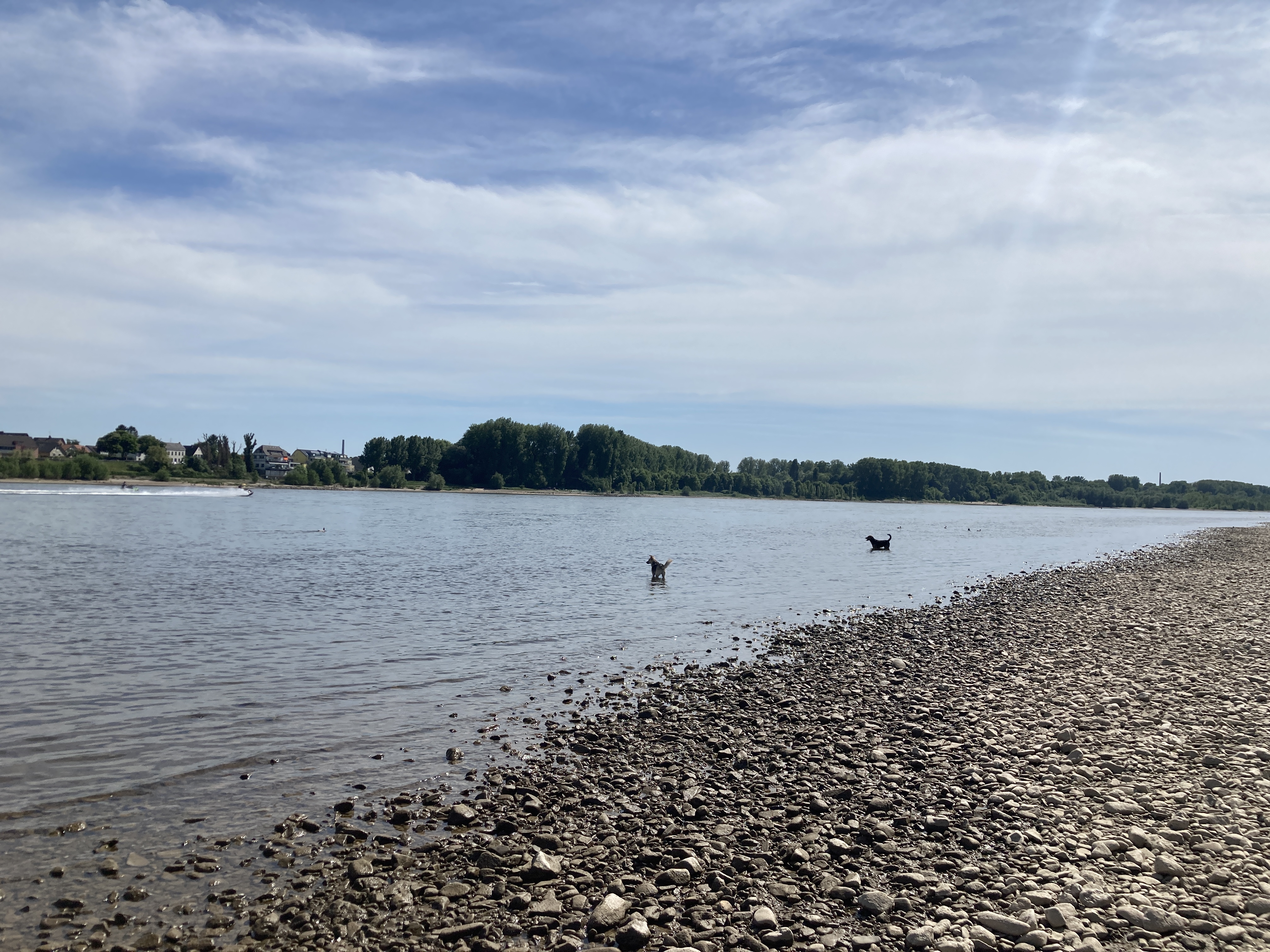 Zwei Hunde im Fluss
