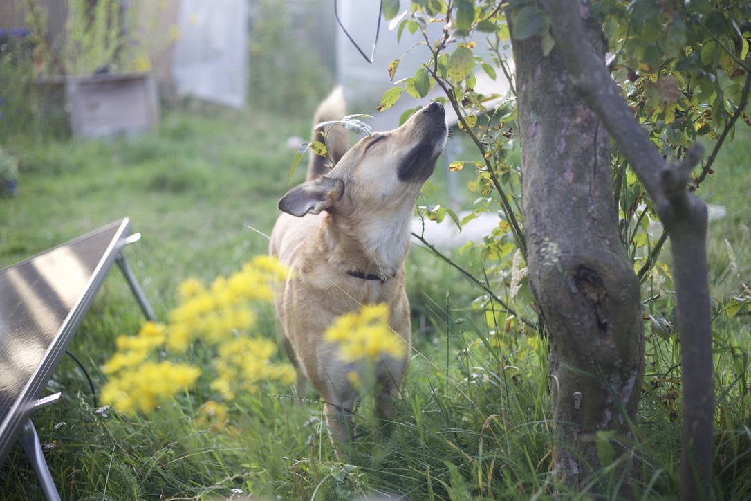 Hunde in der Gruppe
