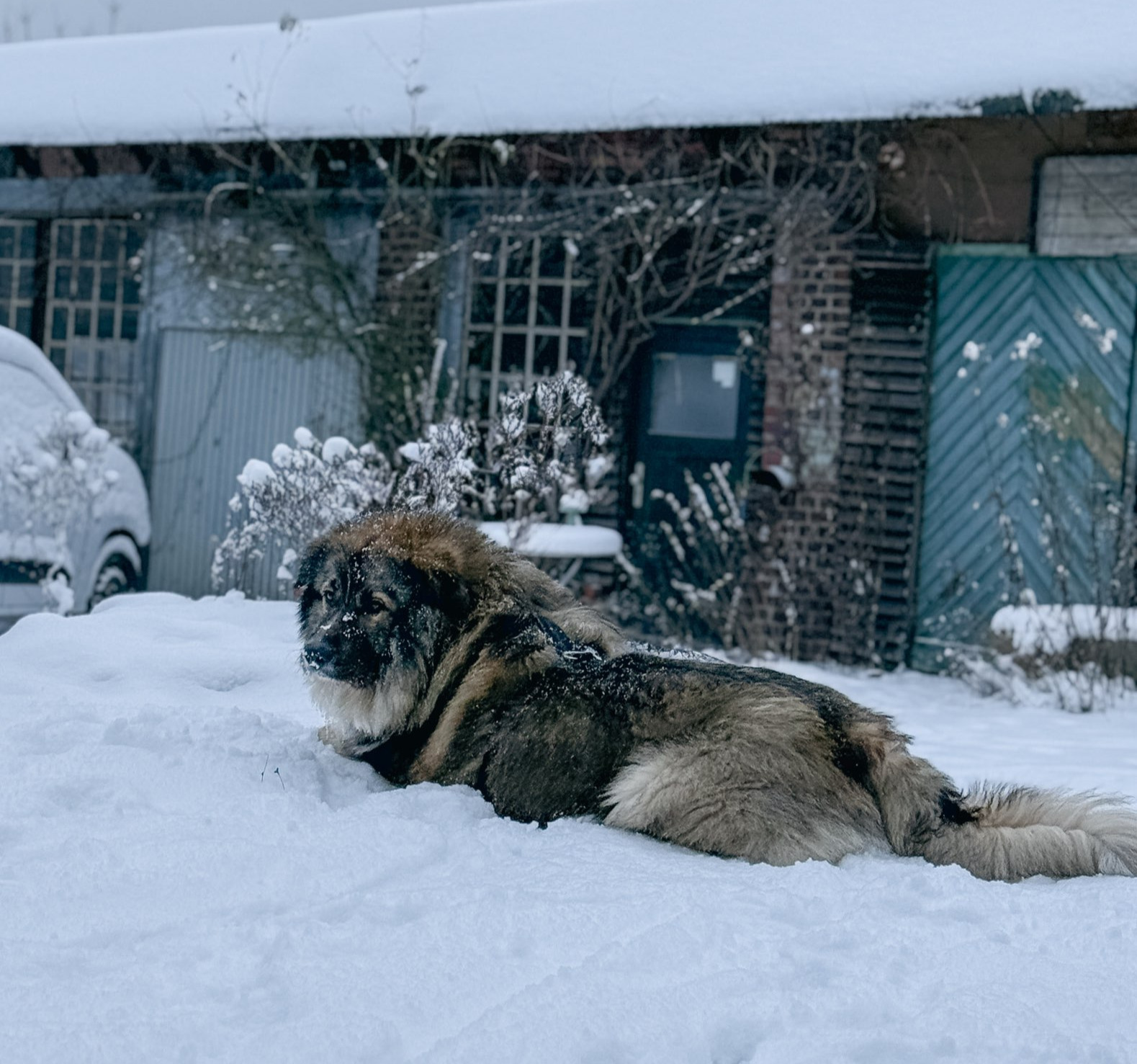 Herdenschutzhund im Schnee
