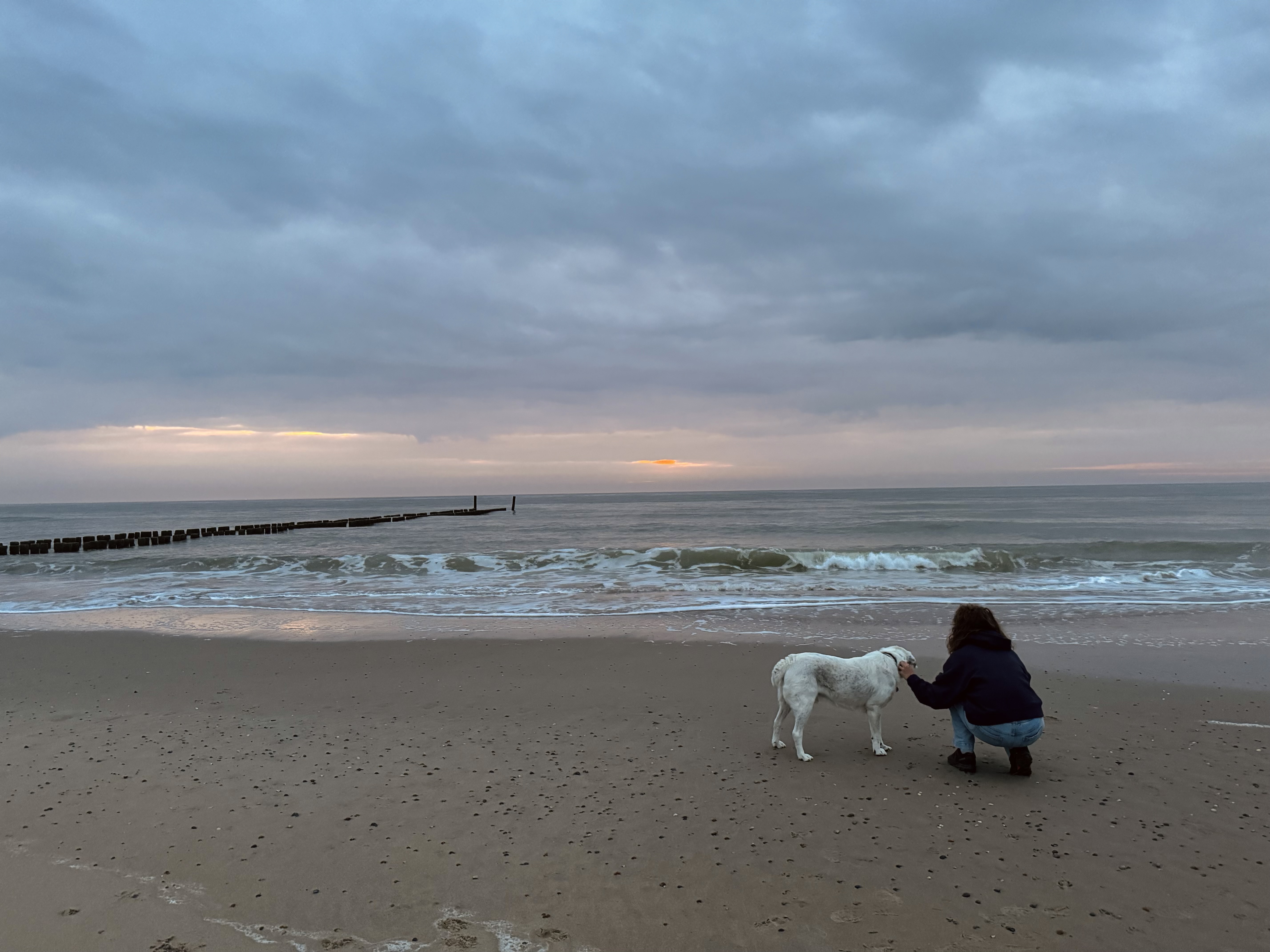 Hund am Strand