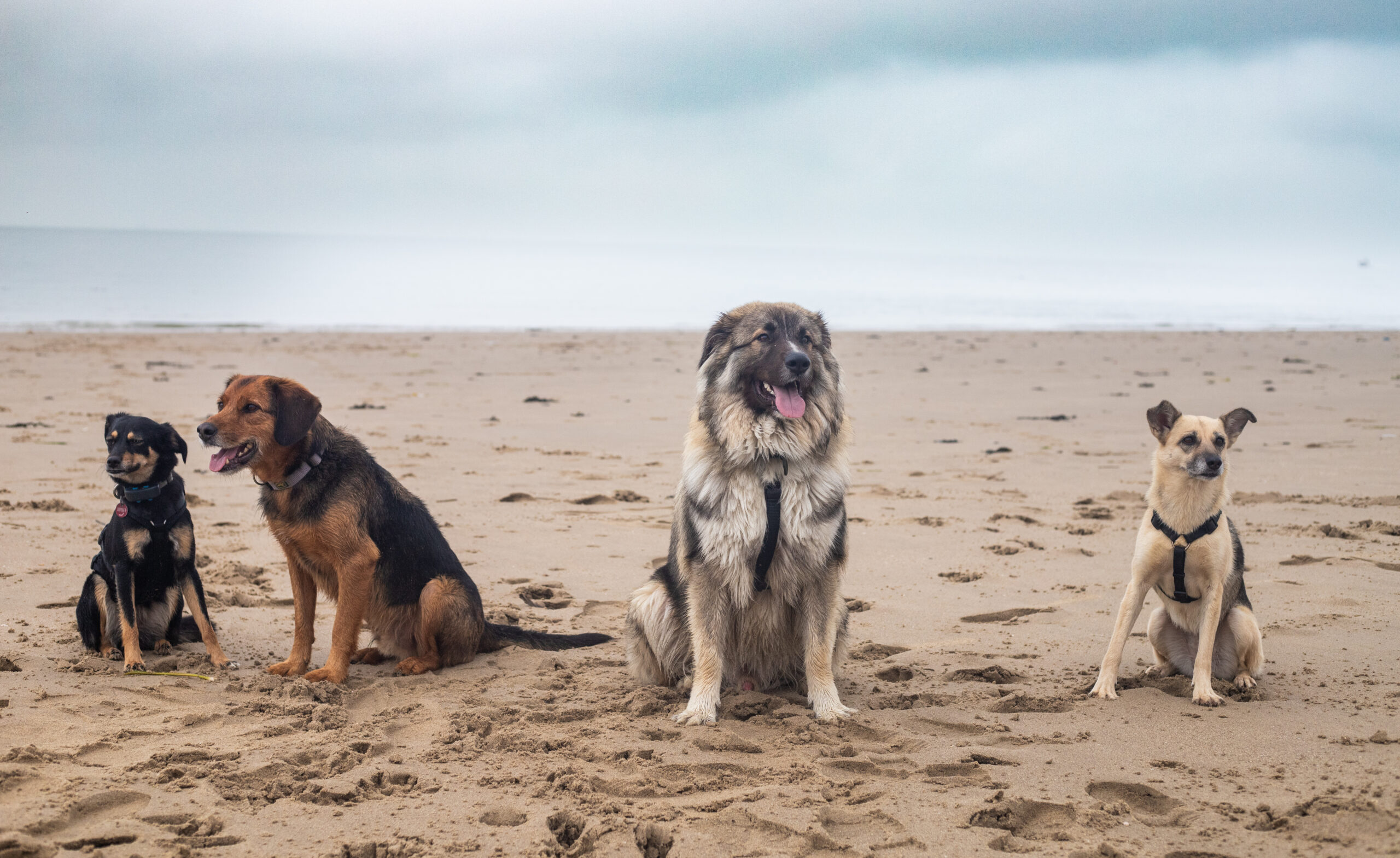 Vier Hunde sitzen nebeneinander am Strand