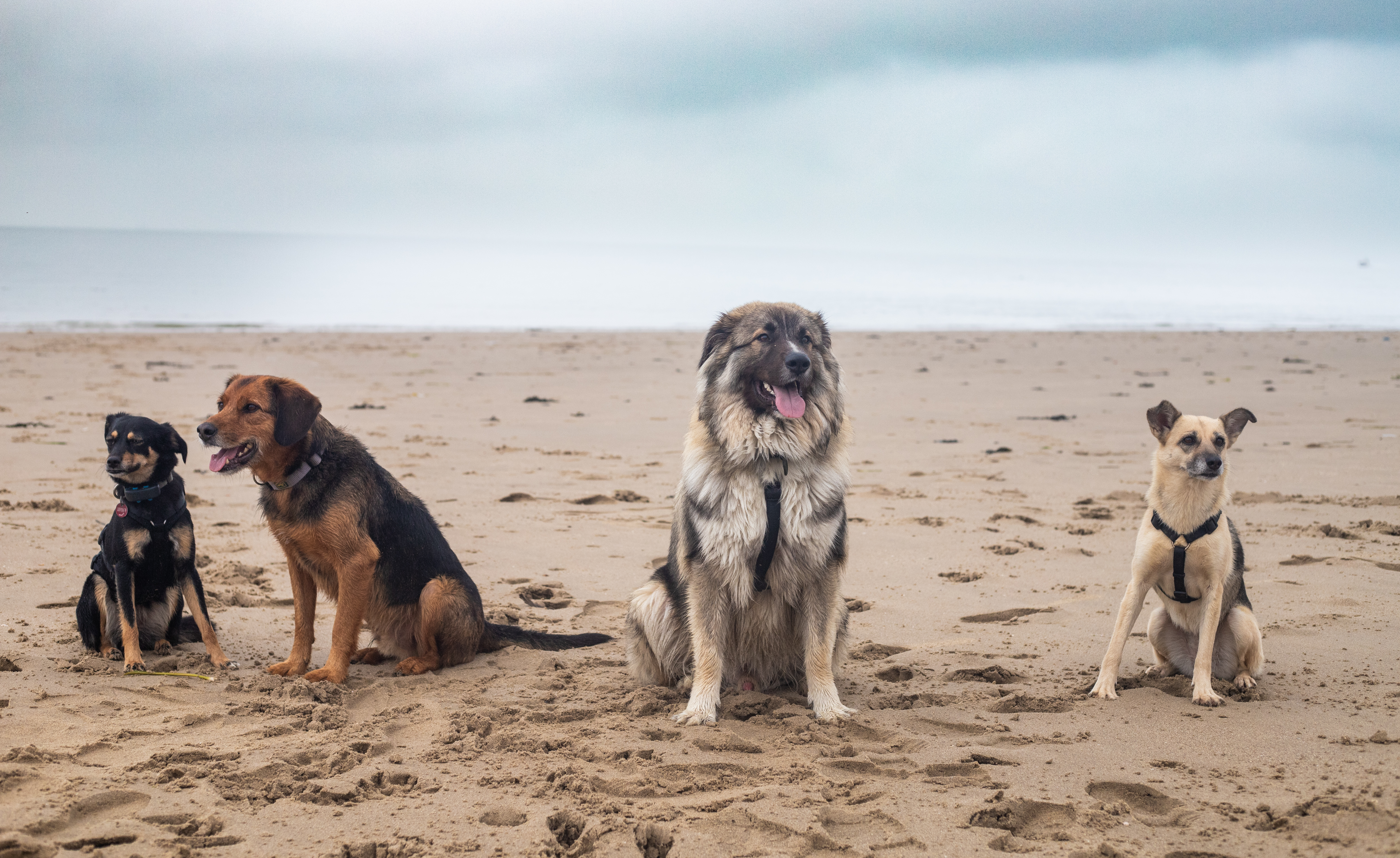 Hunde am Strand